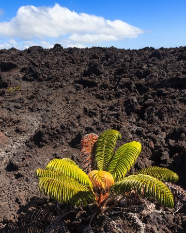 Lonely colorful fern (Sadleria cyatheoides) on a 1974 lava flow in Volcanoes National Park, Hawaii.