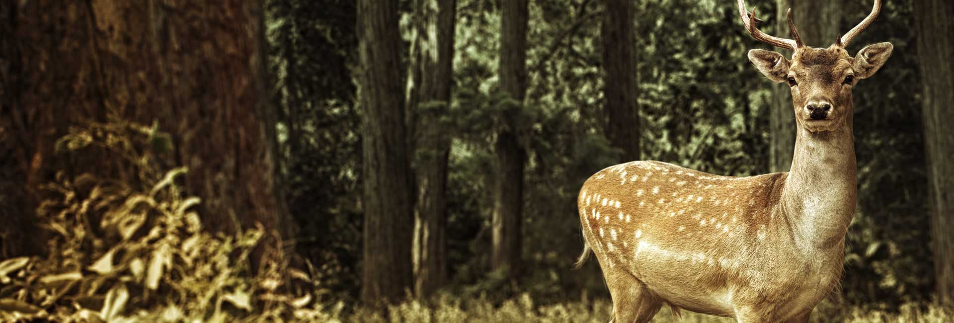Wildlife Watch: A day in the life of a Vermont game warden