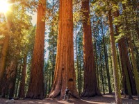 Conservation Challenges of Sequoia National Park